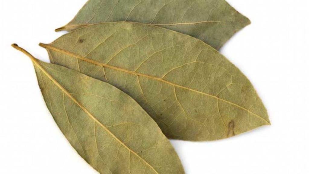 FOLHA DE LOURO - PCT